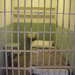 mříže cela mříže cela